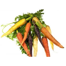 Marchew mieszanka kolorowych odmian – nasiona otoczkowane - 400 nasion