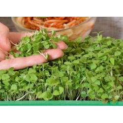 Microgreens - Bazylia właściwa zielona - młode listki o unikalnym smaku - 1950 nasion