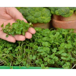 Microgreens - Brokuł - młode listki o unikalnym smaku - 1500 nasion