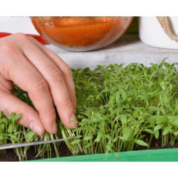 Microgreens - Kolendra siewna - młode listki o unikalnym smaku - 400 nasion