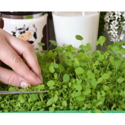 Microgreens - Lucerna siewna - młode listki o unikalnym smaku
