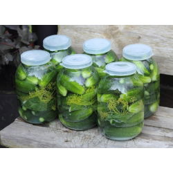 Ogórek Śremski F1 – nasiona otoczkowane - 50 nasion