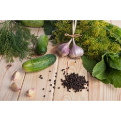 Ogórek Śremski F1 – nasiona otoczkowane - 50 nasion