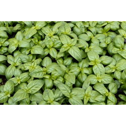 BIO Bazylia Italiano Classico - Certyfikowane nasiona ekologiczne - 325 nasion