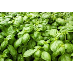 BIO Bazylia Italiano Classico - Certyfikowane nasiona ekologiczne - 325 nasion