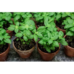 BIO Bazylia Italiano Classico - Certyfikowane nasiona ekologiczne - 325 nasion