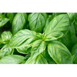 BIO Bazylia Italiano Classico - Certyfikowane nasiona ekologiczne - 325 nasion