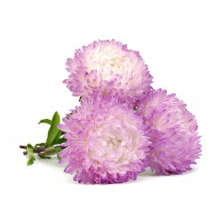 Aster chiński peoniowy biało-różowy - 500 nasion