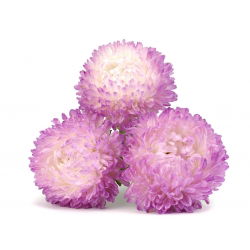 Aster chiński peoniowy biało-różowy - 500 nasion