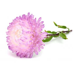 Aster chiński peoniowy biało-różowy - 500 nasion