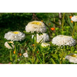 Aster chiński pomponowy biały - 500 nasion