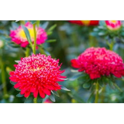 Aster chiński pomponowy czerwony - 500 nasion