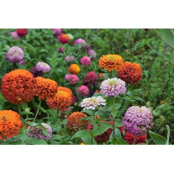 Cynia wytworna Super Yoga - wielkokwiatowa - 120 nasion