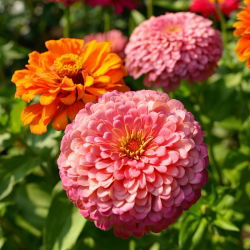 Cynia wytworna Super Yoga - wielkokwiatowa - 120 nasion