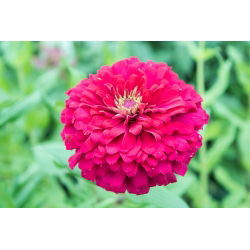 Cynia wytworna Super Yoga - wielkokwiatowa - 120 nasion