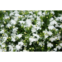 Lobelia przylądkowa biała - Stroiczka