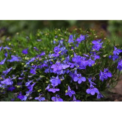 Lobelia przylądkowa niebieska - Stroiczka - 6400 nasion