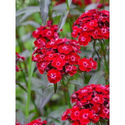 Goździk brodaty Scarlet Beauty - szkarłatny - 450 nasion