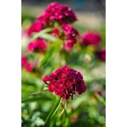 Goździk brodaty Scarlet Beauty - szkarłatny - 450 nasion