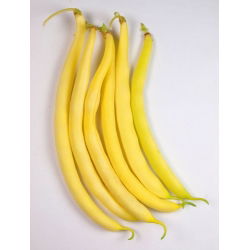 Fasola Korona - szparagowa, karłowa, żółtostrąkowa - 120 nasion