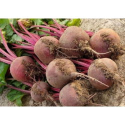 Burak ćwikłowy Czerwona Kula – nasiona otoczkowane - 100 nasion