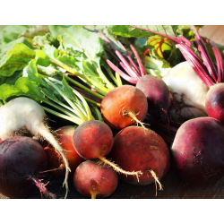 Mieszanka kolorowych odmian buraka ćwikłowego – nasiona otoczkowane - 100 nasion