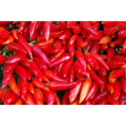 Papryka Jalapeno - bardzo ostra, czerwona - 85 nasion