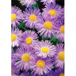 Erigeron - lilaróżowy, oryginalny kwiat