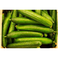 Ogórek Caruso F1 - szklarniowy, tunelowy, bardzo plenny i odporny - 35 nasion