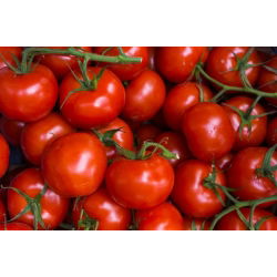 Pomidor Harzfeuer F1 - gruntowy, znany i ceniony w Europie - 175 nasion