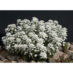 Ubiorek hiacyntowy - 400 nasion