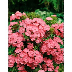 Goździk brodaty Newport Pink - łososioworóżowy - 450 nasion