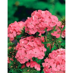 Goździk brodaty Newport Pink - łososioworóżowy - 450 nasion