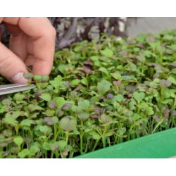 Microgreens – Kapusta mizuna - młode listki o unikalnym smaku - 1000 nasion