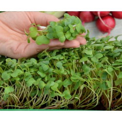 Microgreens - Rzodkiewka czerwona - młode listki o unikalnym smaku