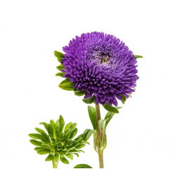 Aster chiński pomponowy fioletowy - 500 nasion
