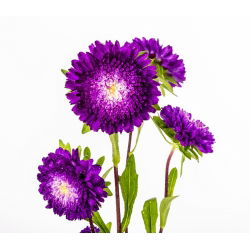 Aster chiński pomponowy fioletowy - 500 nasion
