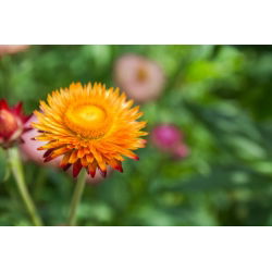 Kocanka ogrodowa, Nieśmiertelnik pomarańczowa - 700 nasion