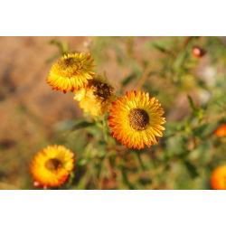 Kocanka ogrodowa, Nieśmiertelnik pomarańczowa - 700 nasion