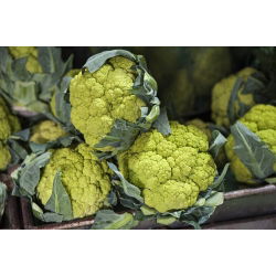Kalafior Verde di Macerata - o róży zielonej - 54 nasion