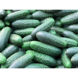 Ogórek Nadusha F1 - gruntowy, konserwowy, odmiana holenderska - 40 nasion