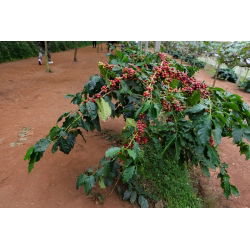 Kawa arabska - 6 nasion