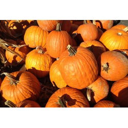 Dynia ozdobna Halloween - najlepsza do rzeźbienia - 15 nasion
