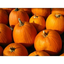 Dynia ozdobna Halloween - najlepsza do rzeźbienia - 15 nasion