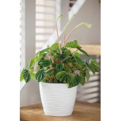 Doniczka okrągła + podstawka Sahara petit - 19 cm - biała