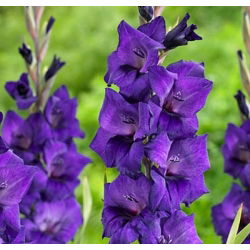 Mieczyk Purple Flora - 5 cebul