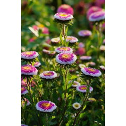 Aster chiński Liliput Moonshine mieszanka