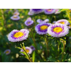 Aster chiński Liliput Moonshine mieszanka