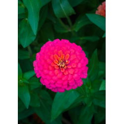 Cynia wytworna Liliput Rose Gem różowa