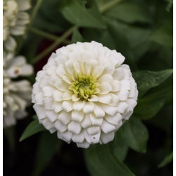 Cynia wytworna Liliput White Gem biała